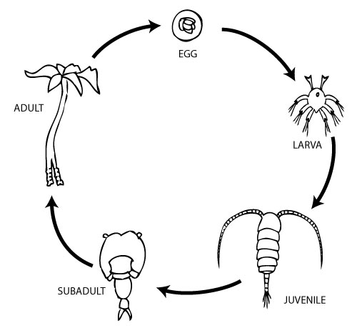 Ecology, Evolution, & the Life Cycle Figure – J.M. Landin