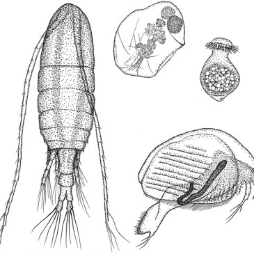 pen & ink illustration of zooplankton