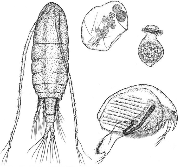 pen & ink illustration of zooplankton